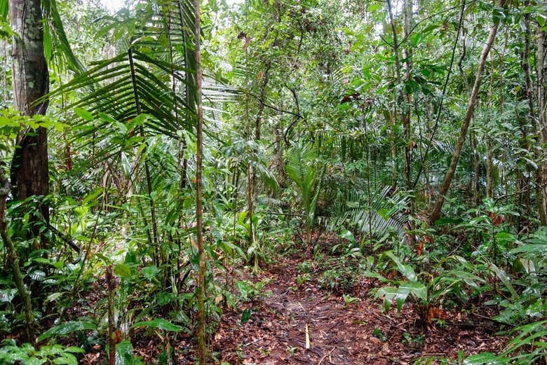 Adentraos en los frondosos senderos de la mata atlántica