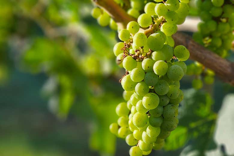 O café da manhã é servido em um vinhedo