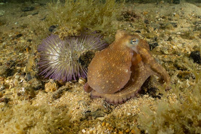 Contemplando un erizo y un pulpo en João Fernandinho