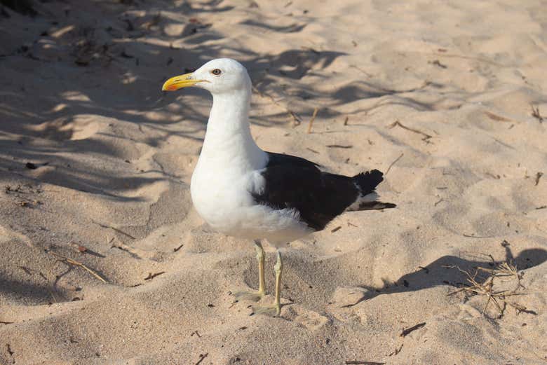 Hang out with the locals