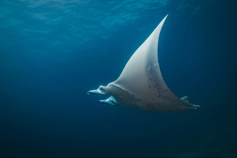 Una simpática mantarraya