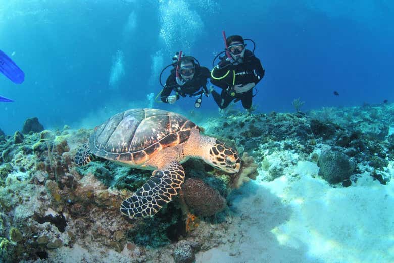 Conheceremos a fauna subaquática de Búzios