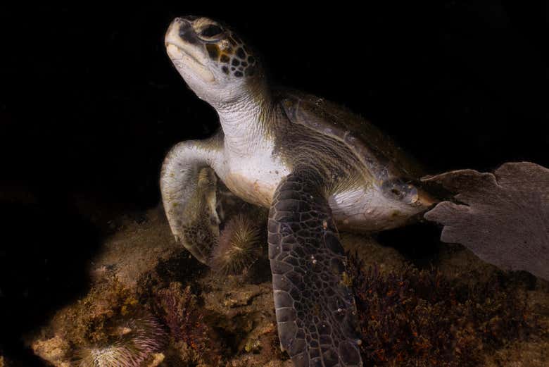 Una tortuga marina nadando en la noche