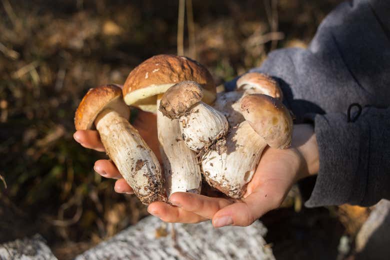 Una manciata di funghi appena raccolti nel bosco