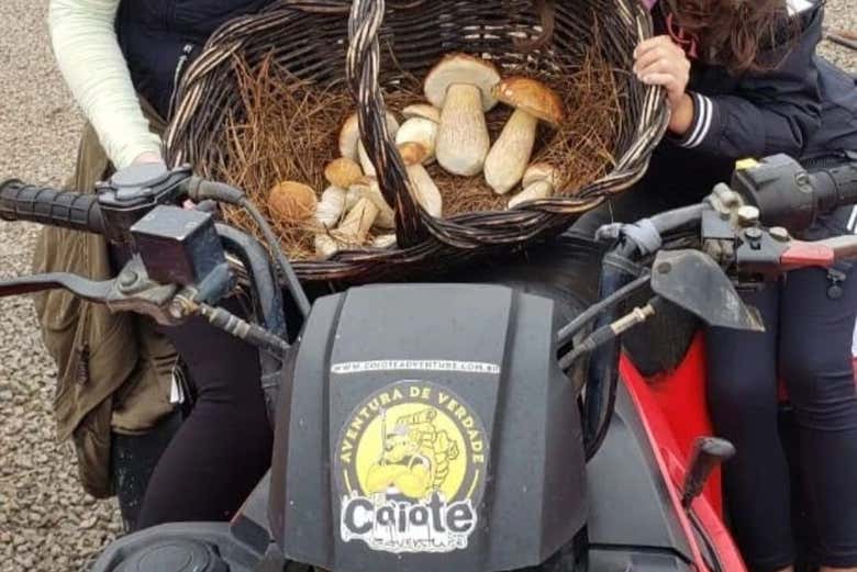 Recolectaremos distintas setas