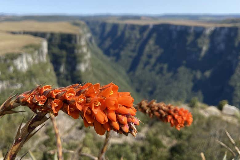 Fleurs typiques du canyon de Fortaleza