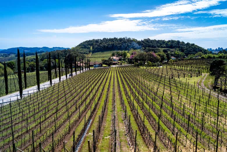 Walk through the picturesque vineyards