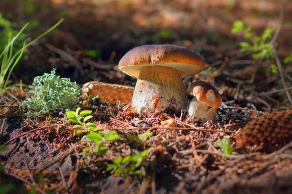 Tour della raccolta dei funghi in quad