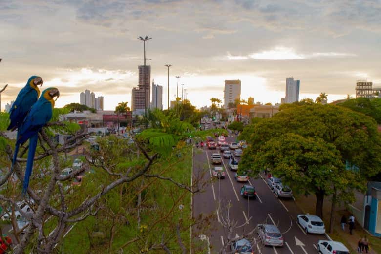 Guacamayos en Campo Grande