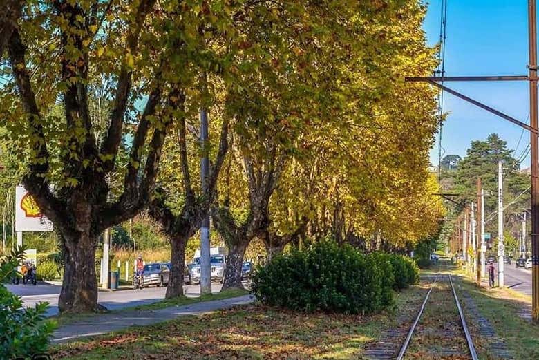 Centro de Campos do Jordão