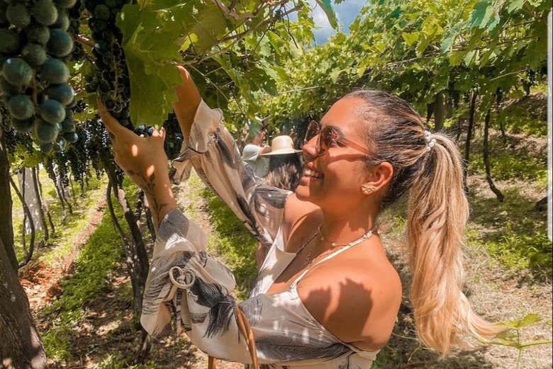 Recolectando las uvas de la bodega Jolimont