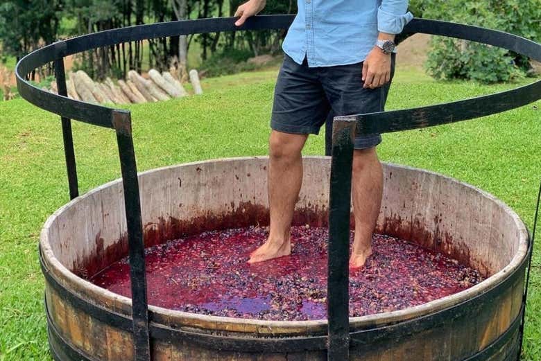 ¡Vamos a pisar las uvas!