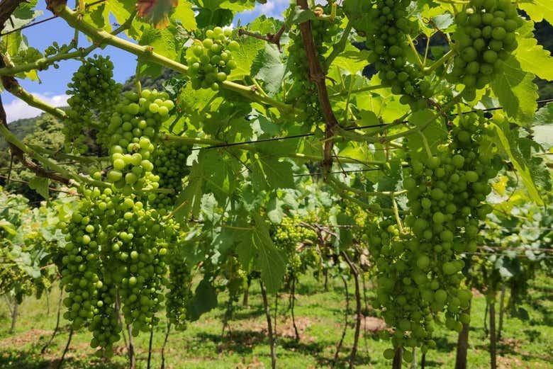 Viñedos de la bodega