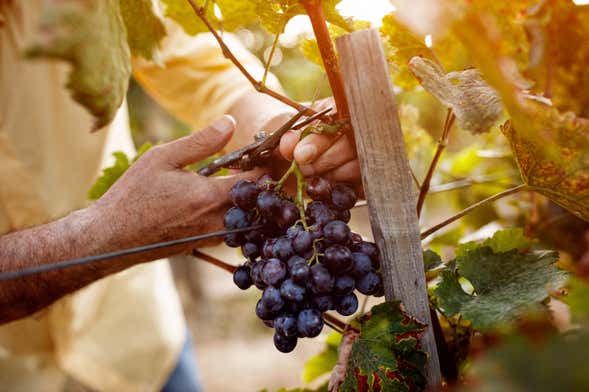 Caxias do Sul Vineyards Tour