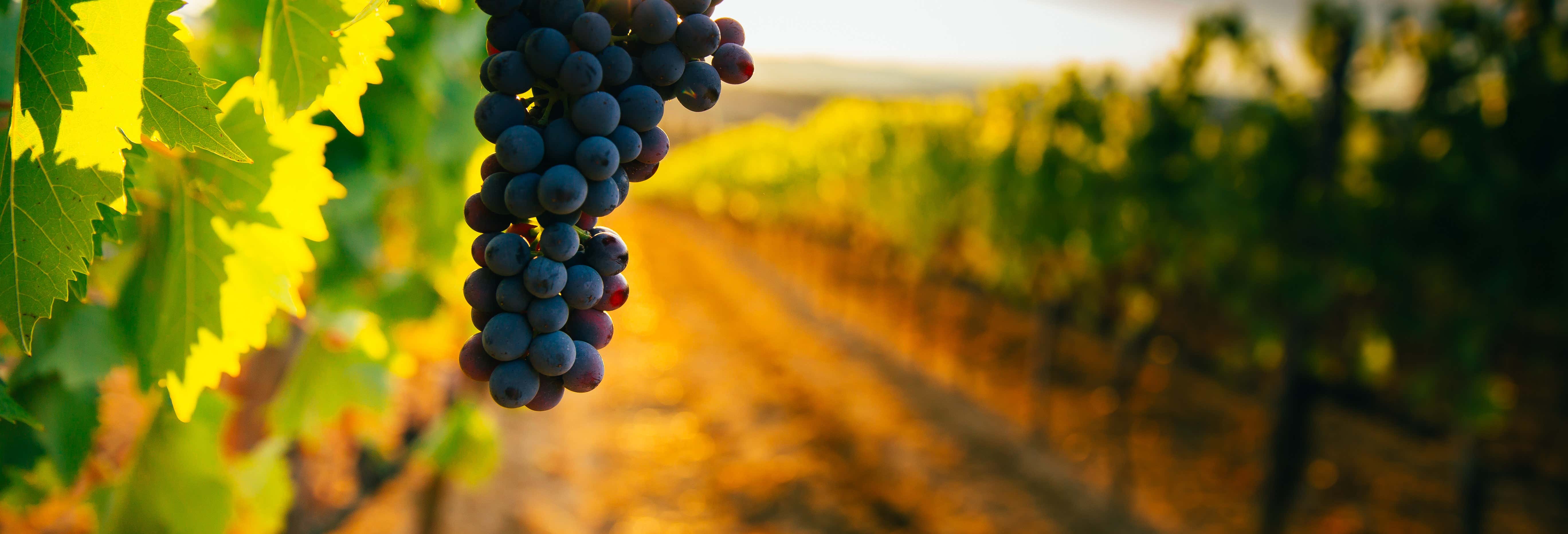 Gastronomia e enoturismo em Caxias do Sul