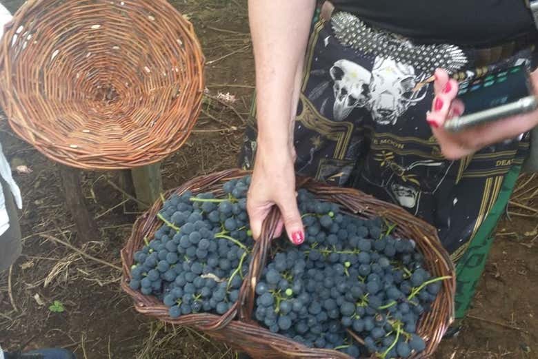 Una cesta llena de uvas