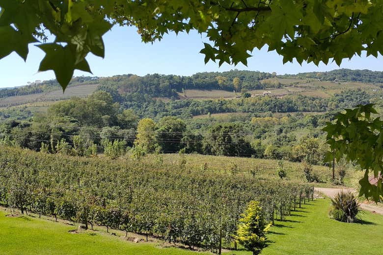 Paesaggi di Vale dos Vinhedos a Bento Gonçalves