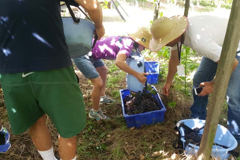 Participate in the grape harvesting process
