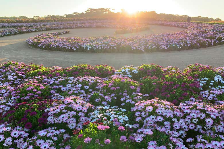 Immerse yourself in the fragrant blooms