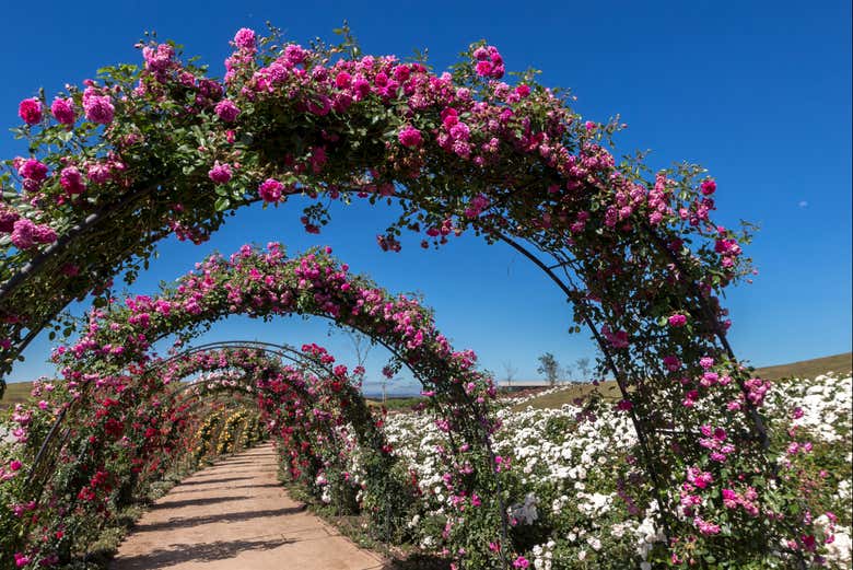 Stroll among the flowers in Mátria