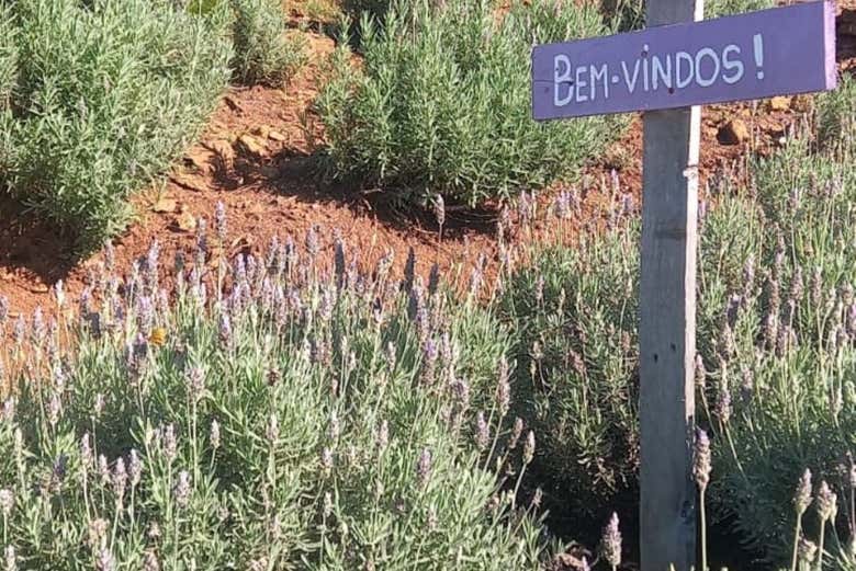 Enjoy the relaxing smell of lavender fields