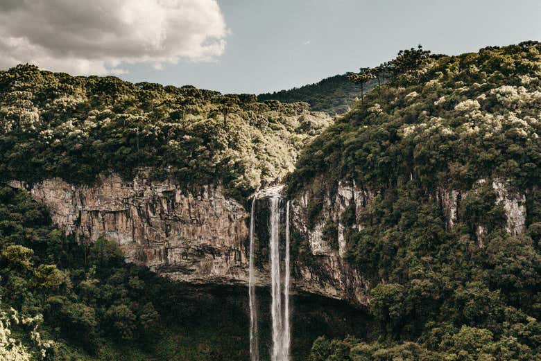 Naturaleza de Canela