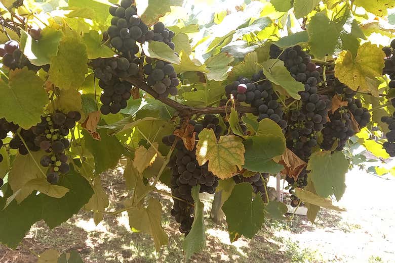 Learn about the ideal grapes for wine