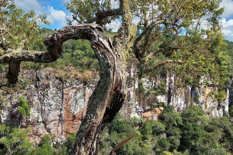 Local vegetation