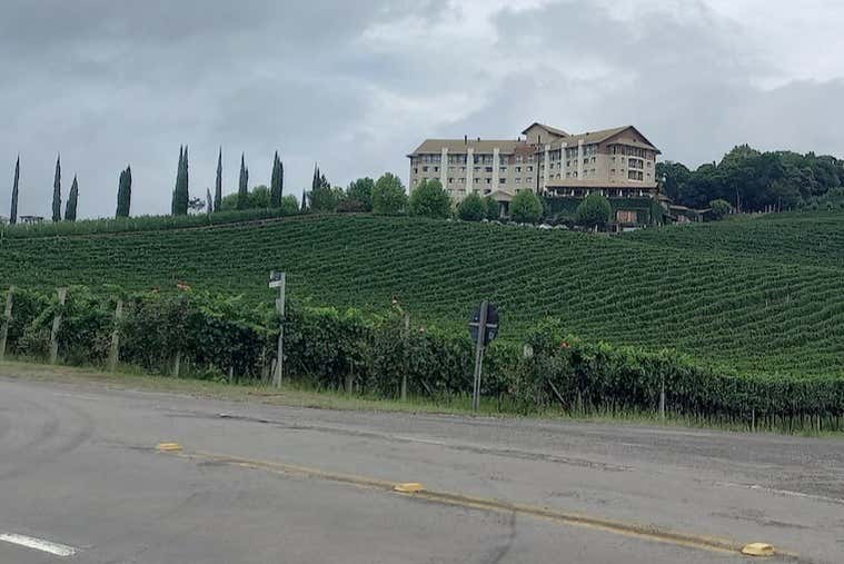 Vineyards of Bento Gonçalves