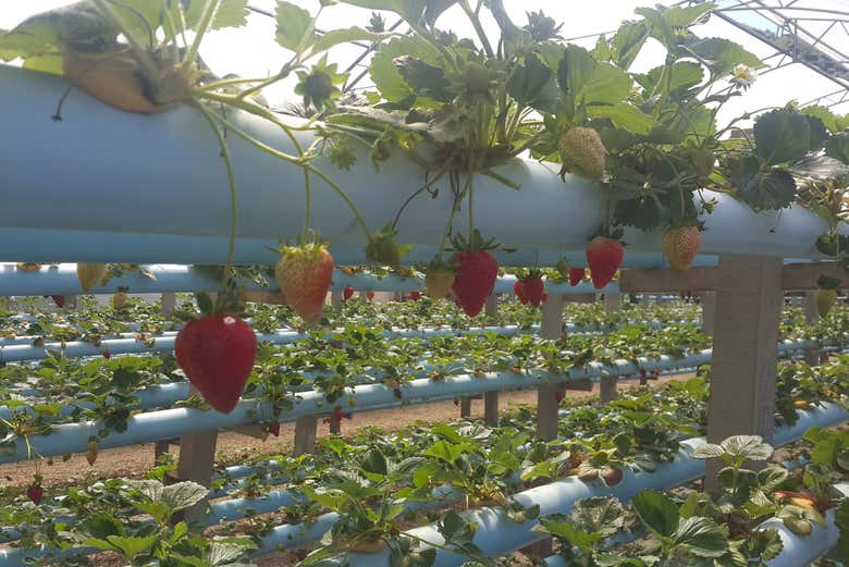 A strawberry farm