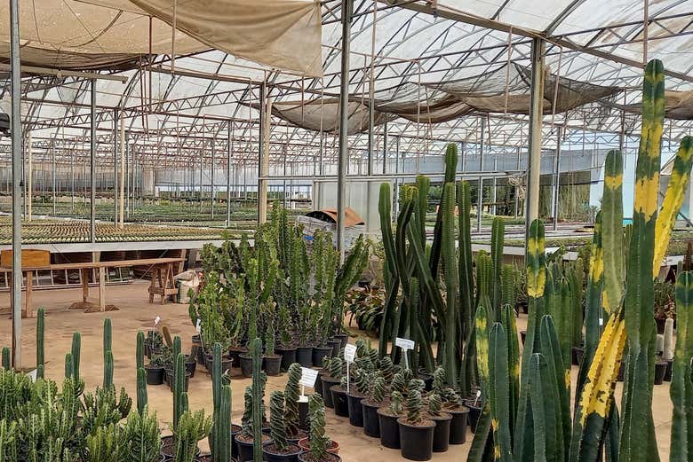 Visitando el vivero de cactus