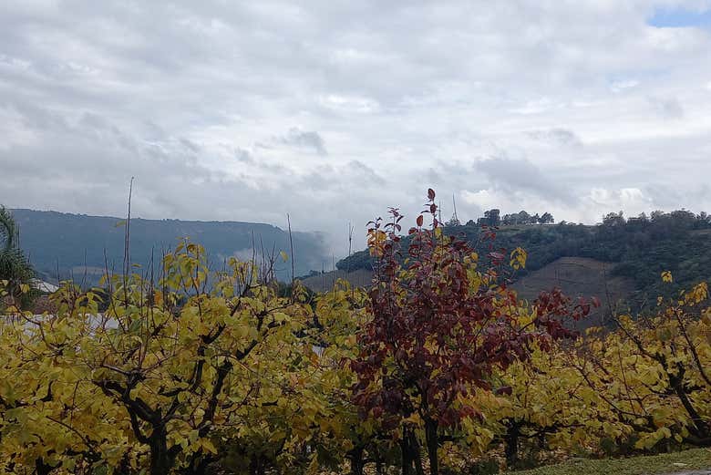 Landscapes of Caxias do Sul