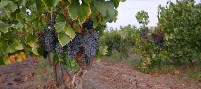 Trentino Valley Tour + Visit to Two Wineries