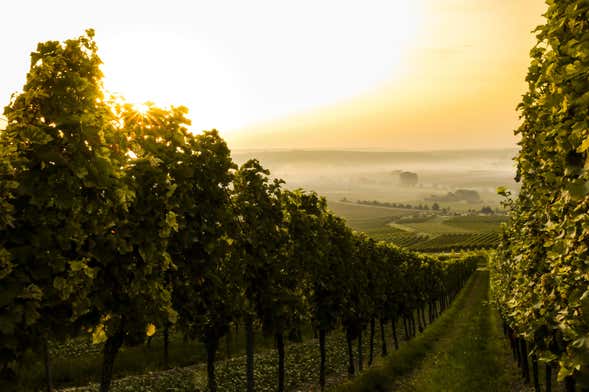 Tour do vinho por Caxias do Sul e Flores da Cunha