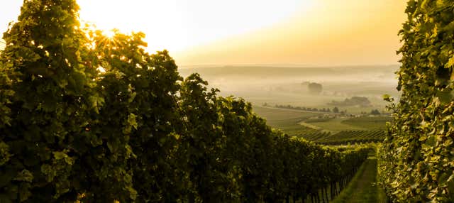 Caxias do Sul & Flores da Cunha Wine Tour