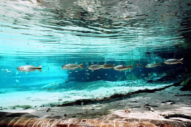 Marine fauna in Nobres
