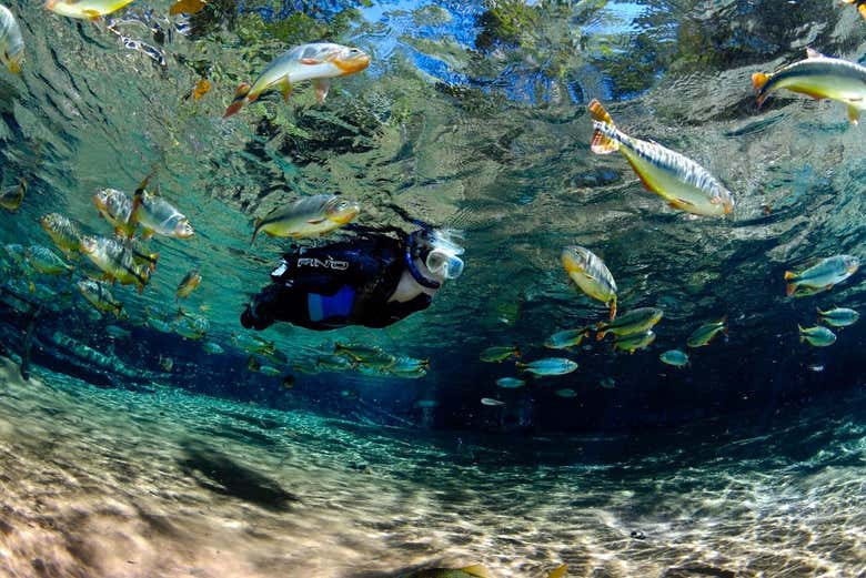Swimming among the fish
