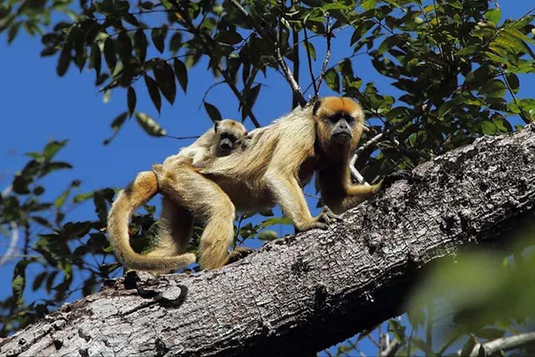 Macacos no Pantanal