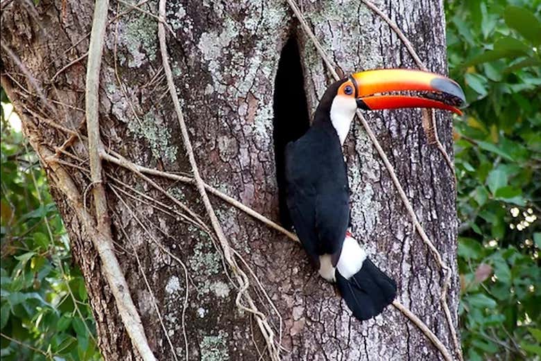 Tucano