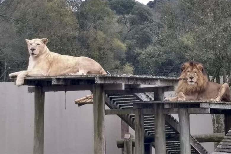 Leões no zoológico