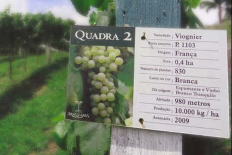 Características de uma das uvas cultivadas nas vinícola
