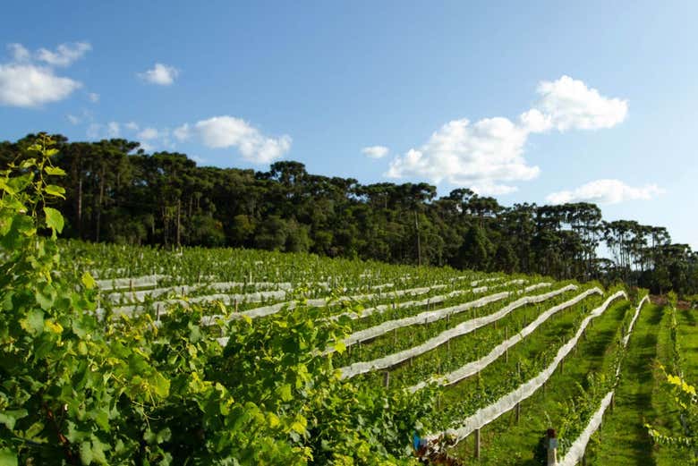 Conociendo los diferentes tipos de uvas de Vinícola Araucária