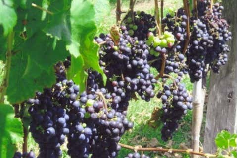 Uvas da vinícola