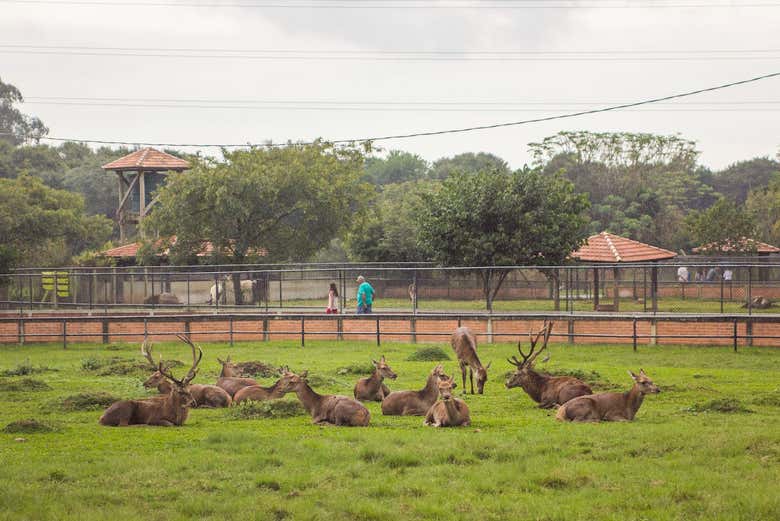 Conhecendo o zoológico de Curitiba