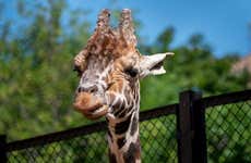 Tour pelo zoológico + Passeio a cavalo