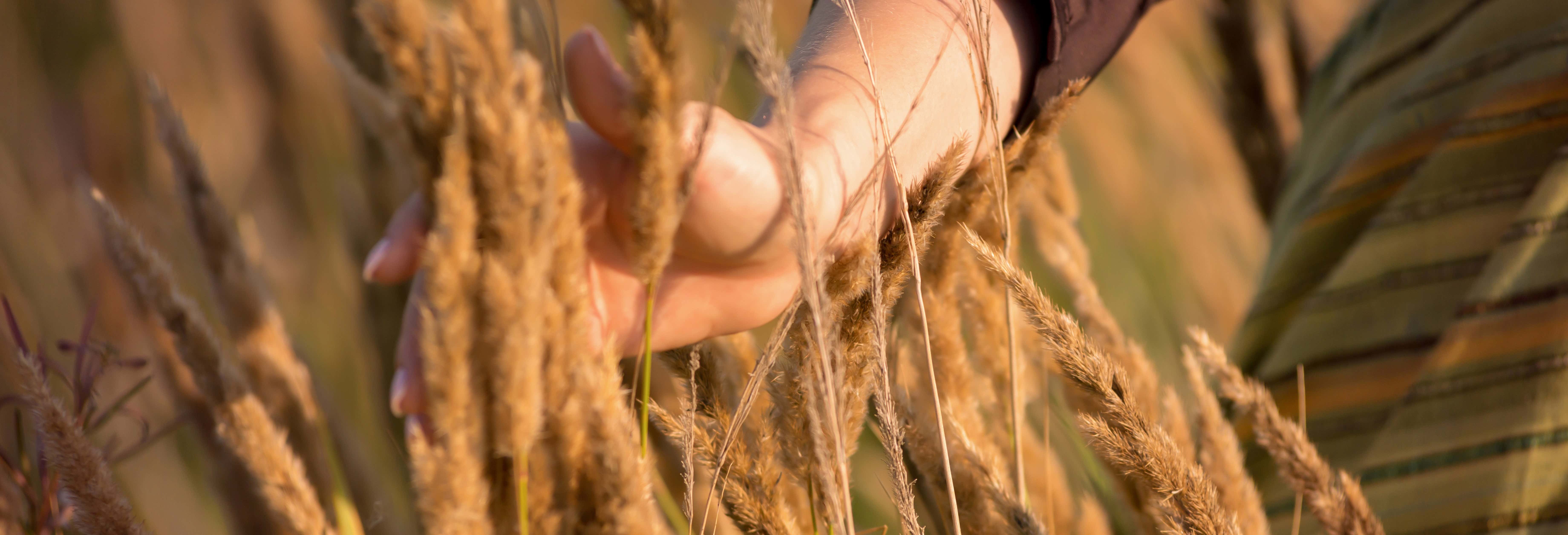 Gastronomia e enoturismo em Curitiba 