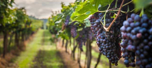 Excursão pelo Caminho do Vinho de São José dos Pinhais