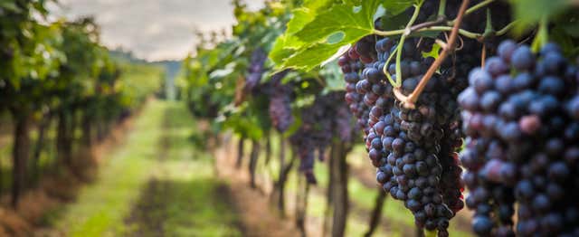 Gastronomía y enoturismo en Curitiba