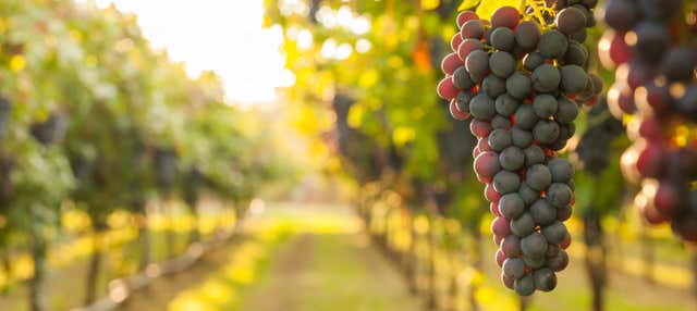 Araucária Winery Tour