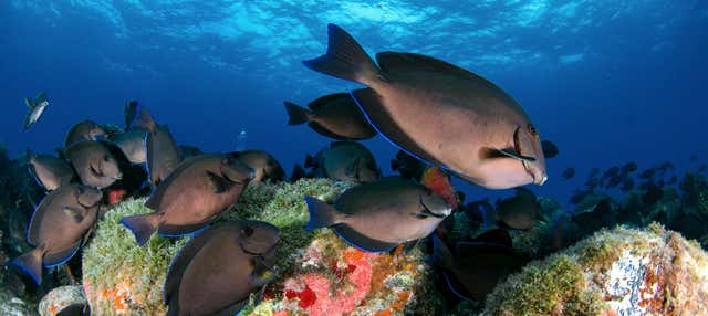 Batismo de mergulho em Fernando de Noronha